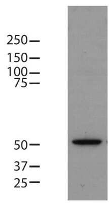 Western Blot: beta Tubulin Antibody (BT7R)Azide and BSA Free [NBP2-37830]