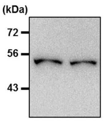 Western Blot: beta Tubulin Antibody (BT7R)Azide and BSA Free [NBP2-37830]