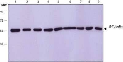 Western Blot: beta Tubulin Antibody (D66) [NB600-1514]