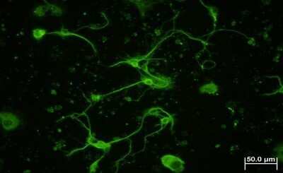 Immunocytochemistry/ Immunofluorescence: beta Tubulin Antibody - BSA Free [NB600-936]