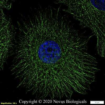 Immunocytochemistry/ Immunofluorescence: beta Tubulin Antibody - BSA Free [NB600-936]