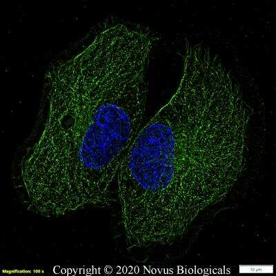 Immunocytochemistry/ Immunofluorescence: beta Tubulin Antibody - BSA Free [NB600-936]