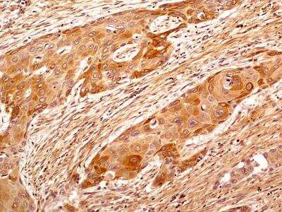 Immunohistochemistry-Paraffin: beta Tubulin Antibody - BSA Free [NB600-936]