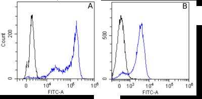 Flow Cytometry: beta Tubulin Antibody (S11B) - Chimeric - Azide and BSA Free [NBP2-81064]