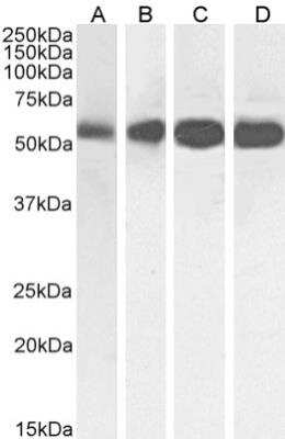 Western Blot: beta Tubulin Antibody (S11B)ChimericAzide and BSA Free [NBP2-81064]