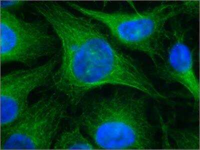 Immunocytochemistry/ Immunofluorescence: beta Tubulin Antibody (SAP.4G5) [NB120-11312]