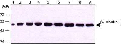 Western Blot: beta Tubulin Antibody (SAP.4G5) [NB120-11312]