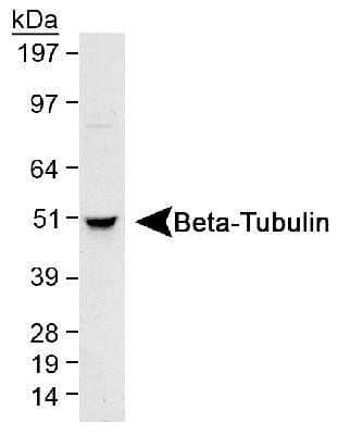 Western Blot: beta Tubulin AntibodyBSA Free [NB600-936]