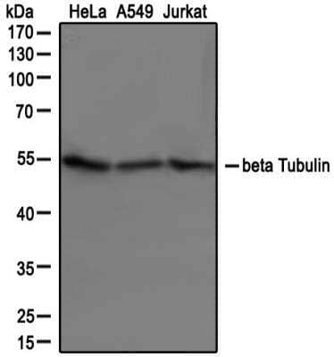 Western Blot: beta Tubulin AntibodyBSA Free [NB600-936]