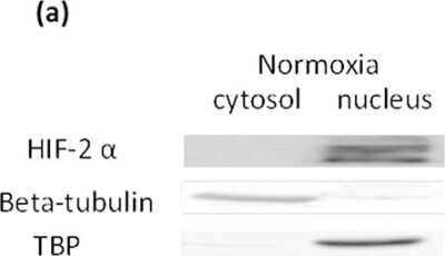 Western Blot: beta Tubulin AntibodyBSA Free [NB600-936]