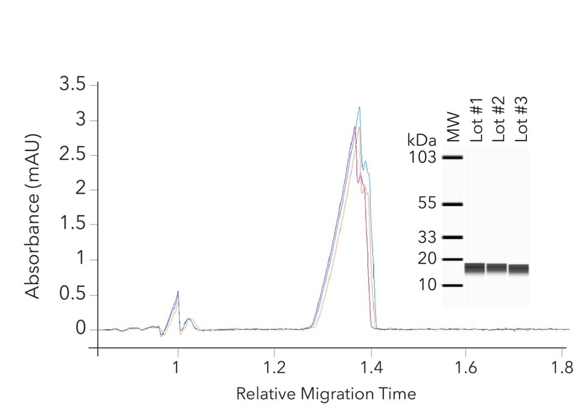 Purity consistency of GMP Human Betacellulin Protein
