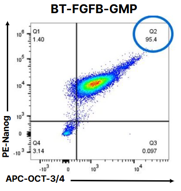 Flow panel of iPSCs treated with BT-FGFB-GMP to confirm maintenance of stemness