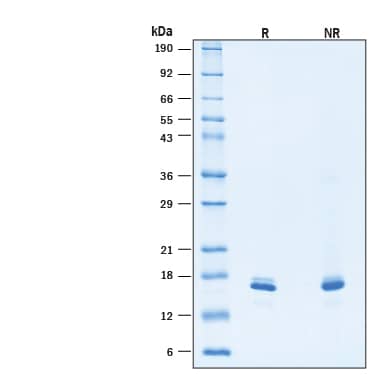 Recombinant Human Fgf Basic Heat Stable Protein, Cf (bt-fgfbhs) By R&d 