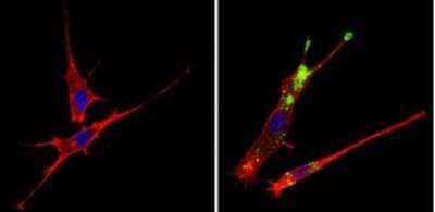 Immunocytochemistry/ Immunofluorescence: c-Abl Antibody (8E9) [NBP2-49695]
