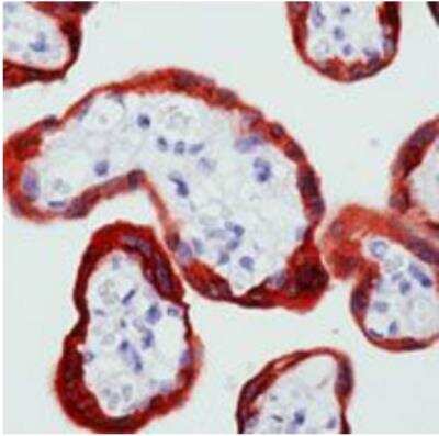 Immunohistochemistry-Paraffin: c-Abl Antibody (8E9) [NBP2-49695]