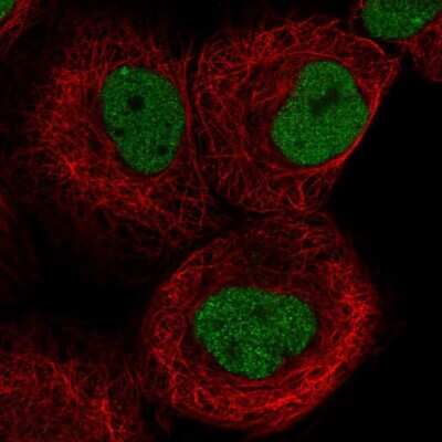 Immunocytochemistry/ Immunofluorescence: c-Abl Antibody [NBP1-90287]