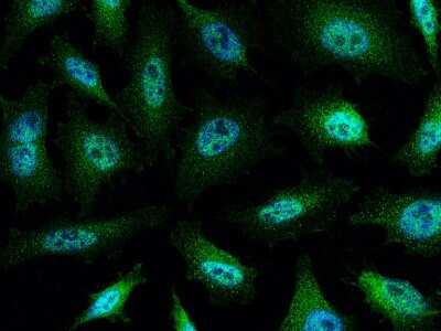 Immunocytochemistry/ Immunofluorescence: c-Abl Antibody [NBP2-99737]