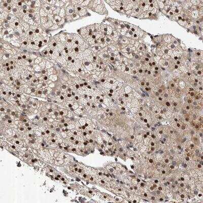 Immunohistochemistry-Paraffin: c-Abl Antibody [NBP1-90289]