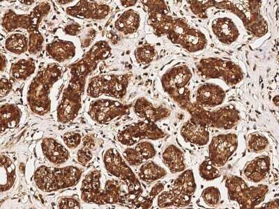 Immunohistochemistry-Paraffin: c-Abl Antibody [NBP2-99737]