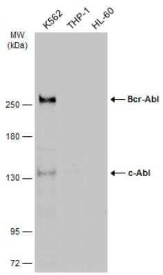 Western Blot: c-Abl Antibody [NBP2-15631]