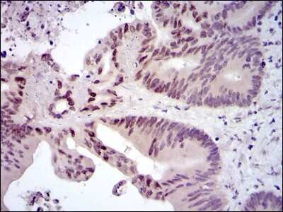 Immunohistochemistry-Paraffin: c-Fos Antibody (2G2) - BSA Free [NBP2-37492]