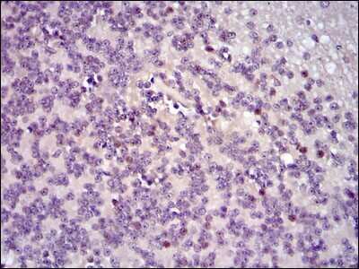 Immunohistochemistry-Paraffin: c-Fos Antibody (2G2) - BSA Free [NBP2-37492]