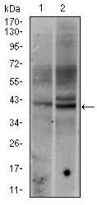 Western Blot: c-Fos Antibody (2G2)BSA Free [NBP2-37492]