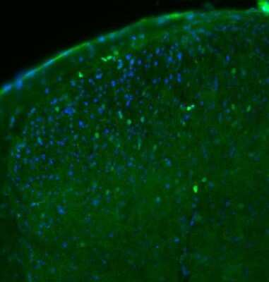 Immunohistochemistry: c-Fos Antibody (2H2) [NBP2-50037]