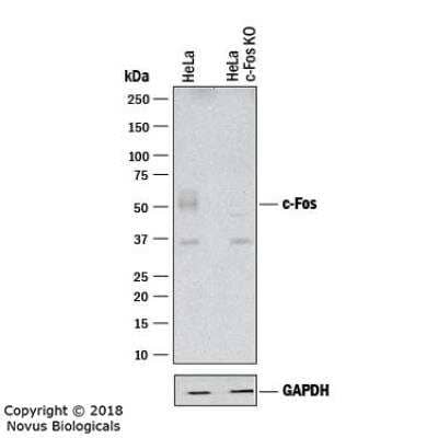 Knockout Validated: c-Fos Antibody (2H2) [NBP2-50037]