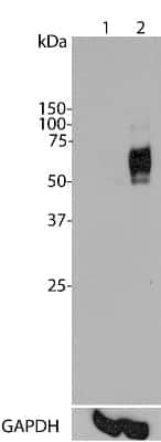 Western Blot: c-Fos Antibody (2H2) [NBP2-50037]