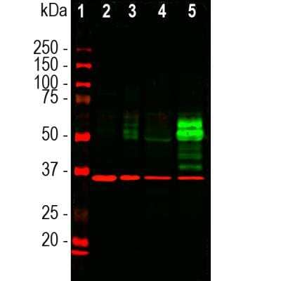 Western Blot: c-Fos Antibody (2H2) [NBP2-50037]