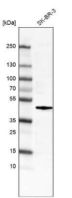 Western Blot: c-Fos Antibody (CL6381) [NBP2-76492]