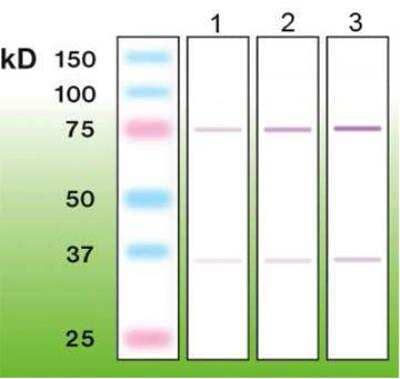 Western Blot: c-Fos Antibody (F14-R) [NBP3-08197]