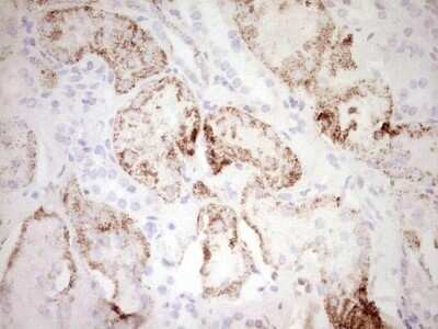 Immunohistochemistry: c-Fos Antibody (OTI7D6) - Azide and BSA Free [NBP2-70764]