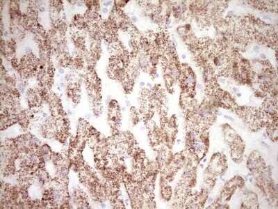 Immunohistochemistry: c-Fos Antibody (OTI7D6) - Azide and BSA Free [NBP2-70764]