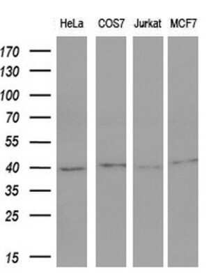 Western Blot: c-Fos Antibody (OTI7D6)Azide and BSA Free [NBP2-70764]