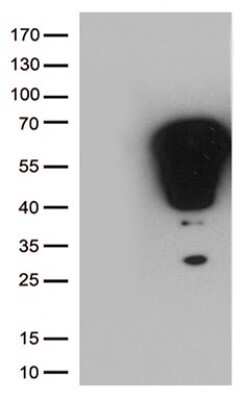 Western Blot: c-Fos Antibody (OTI7D6)Azide and BSA Free [NBP2-70764]