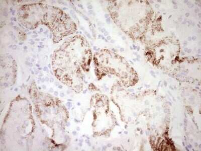 Immunohistochemistry: c-Fos Antibody (OTI7D6) [NBP2-45694]