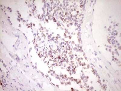 Immunohistochemistry: c-Fos Antibody (OTI7D6) [NBP2-45694]