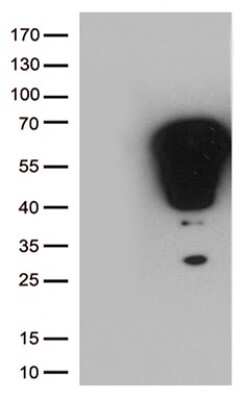 Western Blot: c-Fos Antibody (OTI7D6) [NBP2-45694]