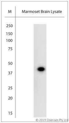 Western Blot: c-Fos Antibody [NB110-75039]