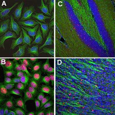 Immunocytochemistry/ Immunofluorescence: c-Fos Antibody [NBP2-50057]