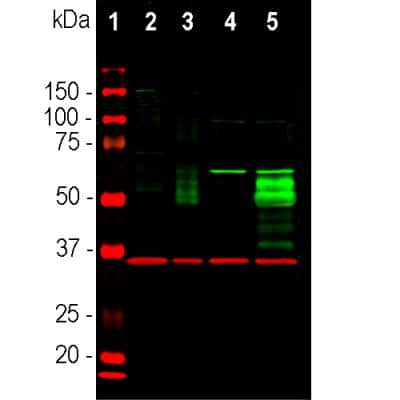 Western Blot: c-Fos Antibody [NBP2-50057]