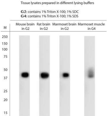 Western Blot: c-Fos Antibody [NBP2-80495]