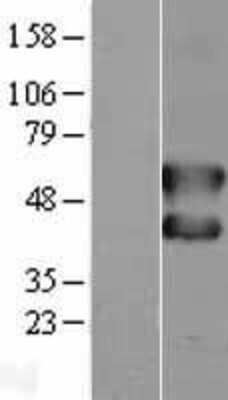 Western Blot: c-Fos Overexpression Lysate [NBL1-10794]