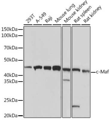 Western Blot: c-Maf Antibody (1V7W3) [NBP3-16172]