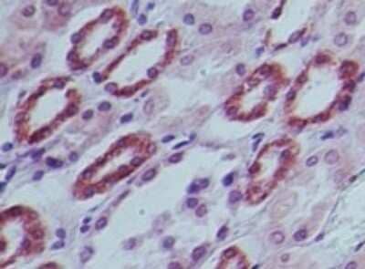 Immunohistochemistry-Paraffin: c-Maf Antibody - BSA Free [NBP2-24551]