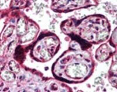 Immunohistochemistry-Paraffin: c-Maf Antibody - BSA Free [NBP2-24551]