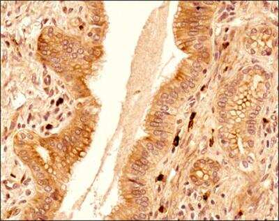 Immunohistochemistry-Paraffin: c-Maf Antibody - BSA Free [NBP2-24551]