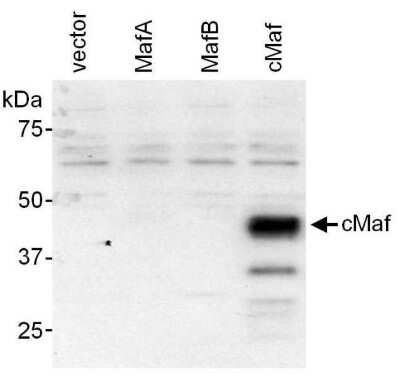 Western Blot: c-Maf Antibody [NB600-267]